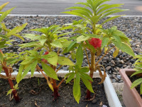 image11
