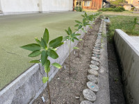 image14